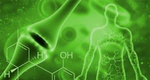 CBD AFFECTS THE PHYSIOLOGY OF THE BODY