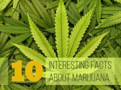 Facts You Need to Know About Marijuana
