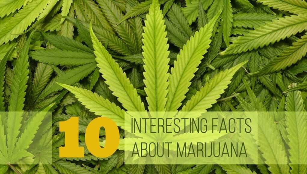 Facts You Need to Know About Marijuana