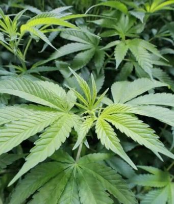 LOUISIANA - HEMP PROGRAM